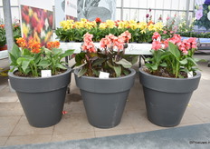 De Cannova serie komt met deze 3 nieuwe kleuren er ook aan.